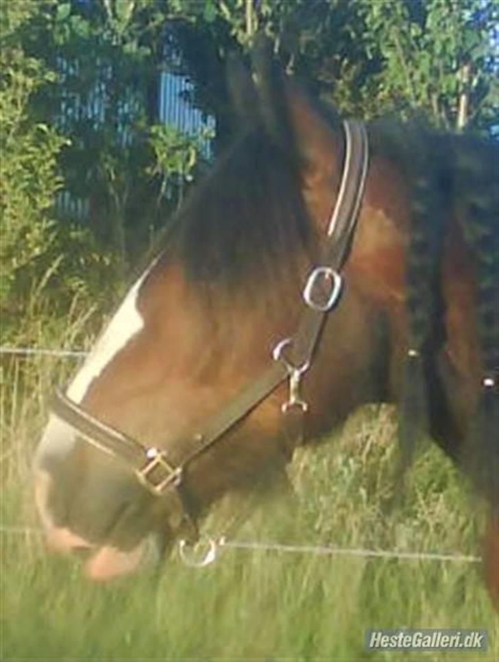 Irish Cob Bart - det smukke hovede billede 3