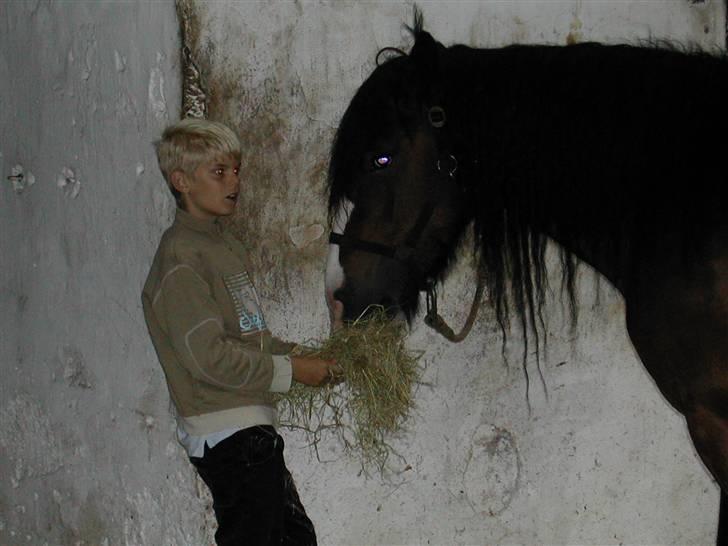 Irish Cob Bart - hyggestund med Sebastian billede 4
