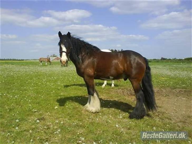 Irish Cob Bart - Bart i al sin herlighed billede 5