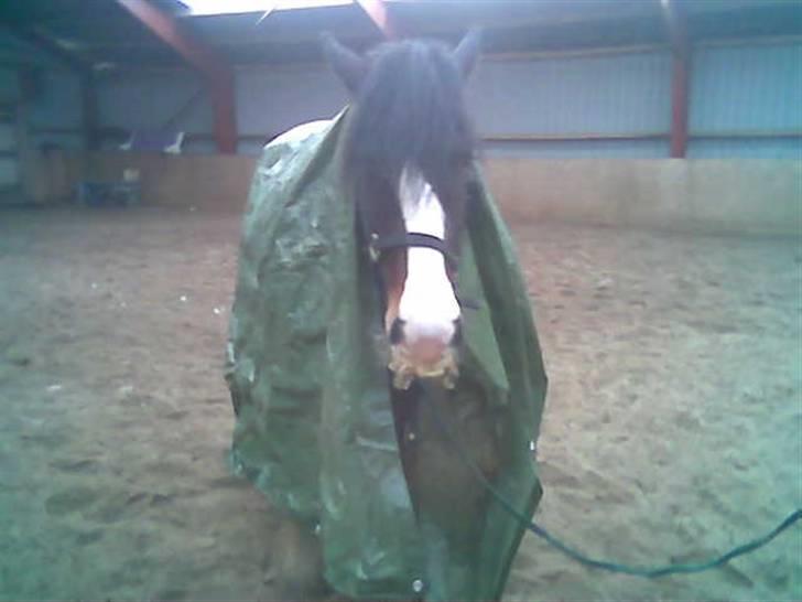 Irish Cob Bart - cool eller hva´? billede 6