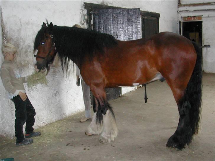 Irish Cob Bart - den dejlige  billede 1
