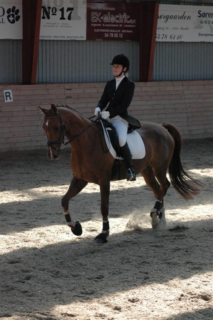 Trakehner Mazurka - MARK udv. D-stævne. LA2  billede 17