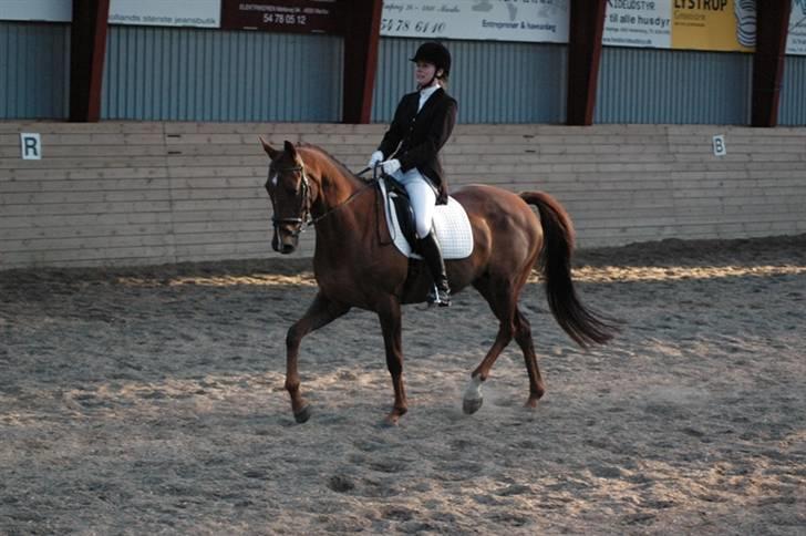Trakehner Mazurka - MARK udv. D-stævne LA4 billede 18
