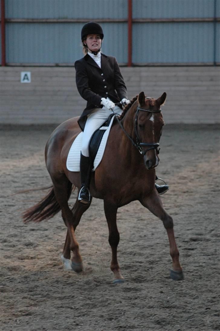 Trakehner Mazurka - MARK udv. D-stævne LA4 010609 billede 19