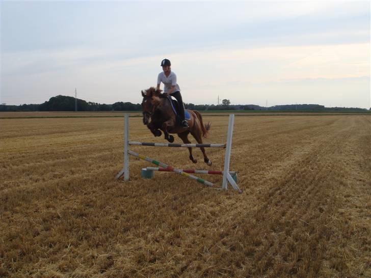 Trakehner Mazurka - stubmark 09. 90 cm billede 20