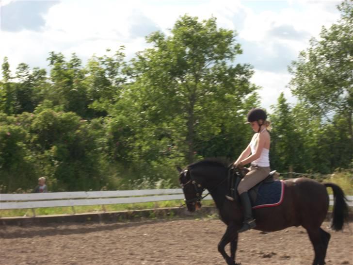 New Forest meteor - Søde<33 billede 15