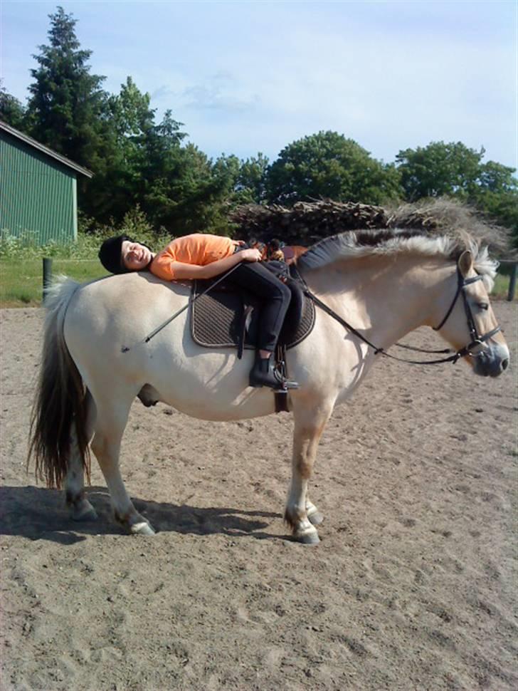 Anden særlig race Fenrik<3 tidl. rideskole* - nøj jeg er trær lægger mig lige ned fenril ;D billede 2