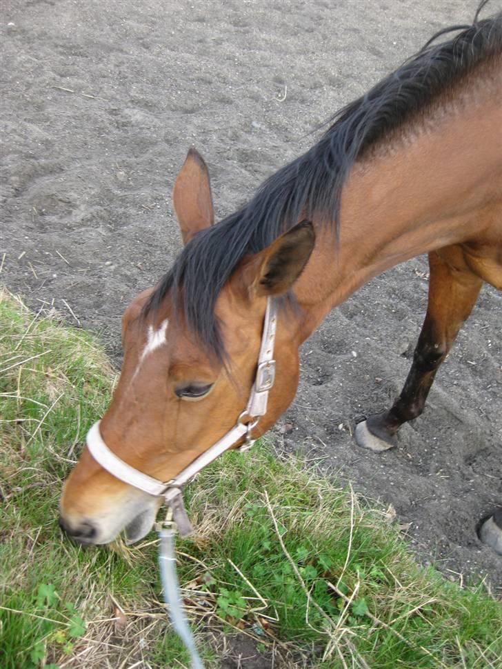 Hollandsk Varmblod Tanacha billede 1