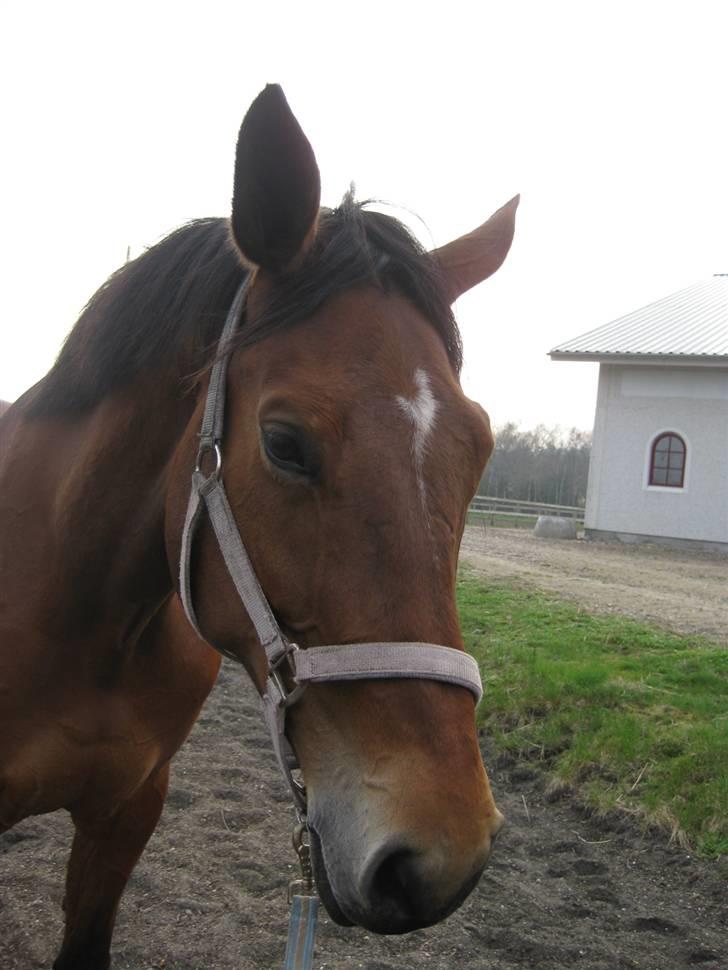 Hollandsk Varmblod Tanacha billede 2