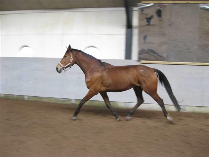 Hollandsk Varmblod Tanacha billede 3