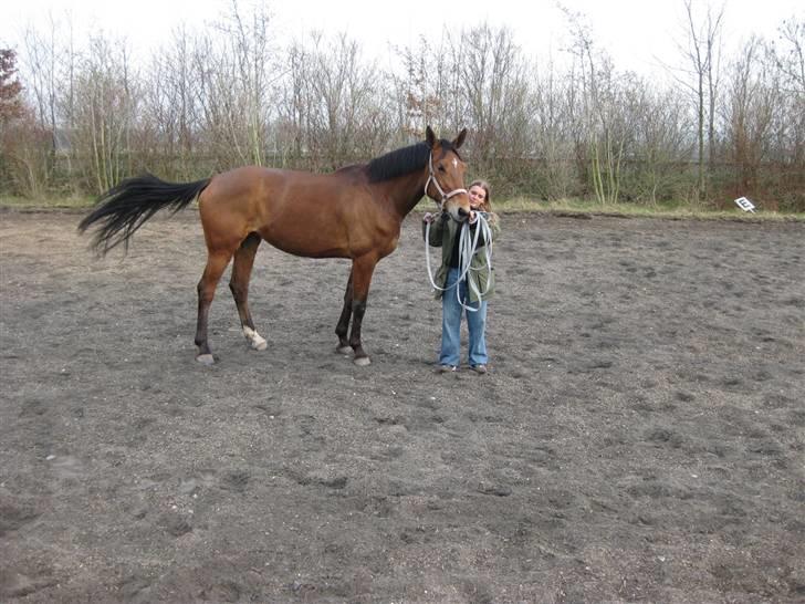 Hollandsk Varmblod Tanacha billede 4