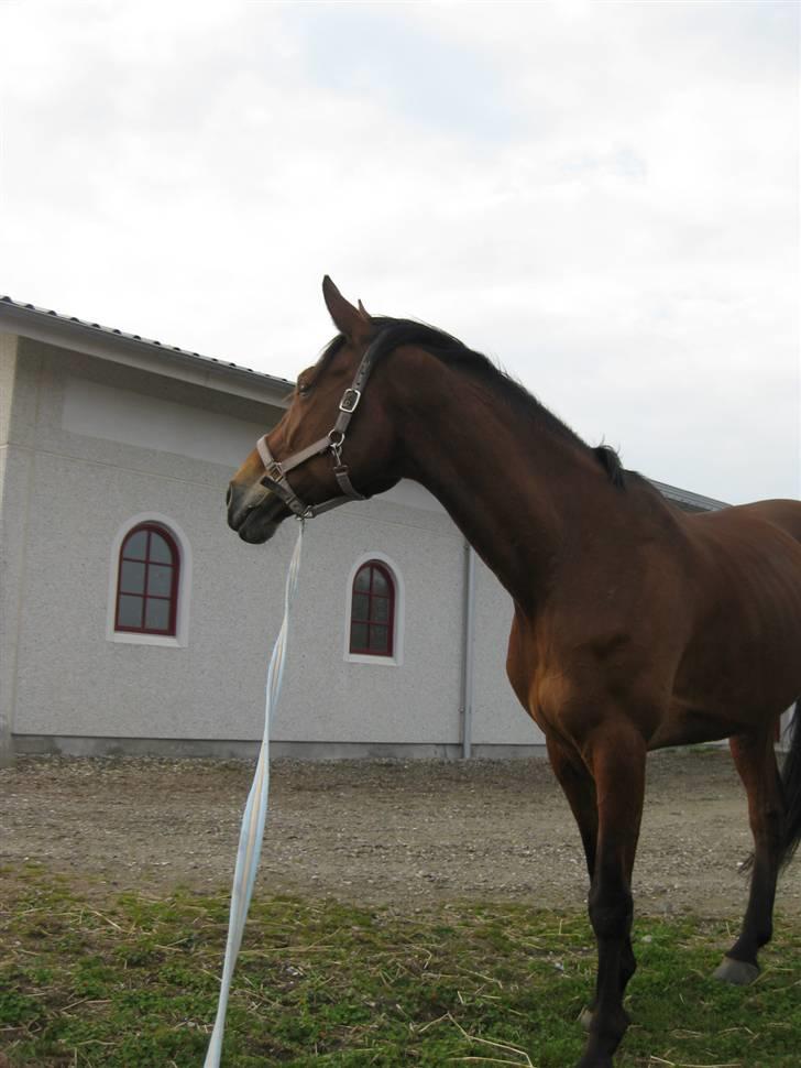 Hollandsk Varmblod Tanacha billede 5