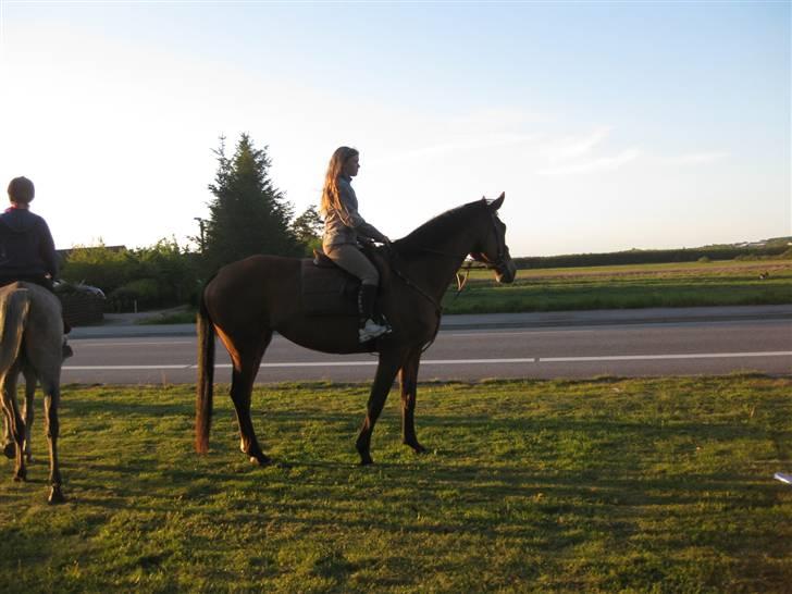 Hollandsk Varmblod Tanacha billede 6