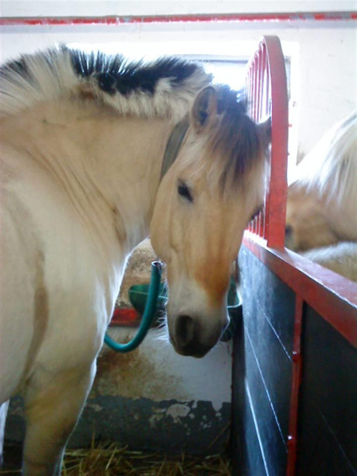 Anden særlig race Fenrik<3 tidl. rideskole* - hej søde<3 :D billede 3