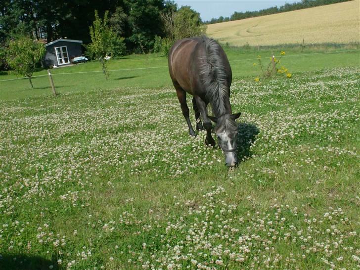 Anden særlig race Siska - på en sommer dag :) billede 4