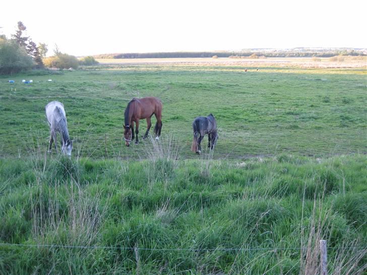 Hollandsk Varmblod Tanacha billede 7