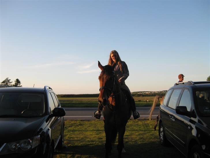 Hollandsk Varmblod Tanacha billede 8