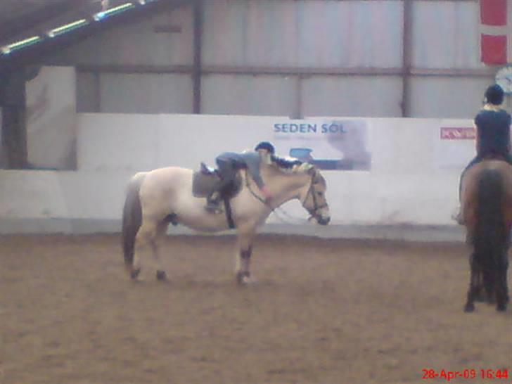 Anden særlig race Fenrik<3 tidl. rideskole* - krammer:D  <33 billede 4