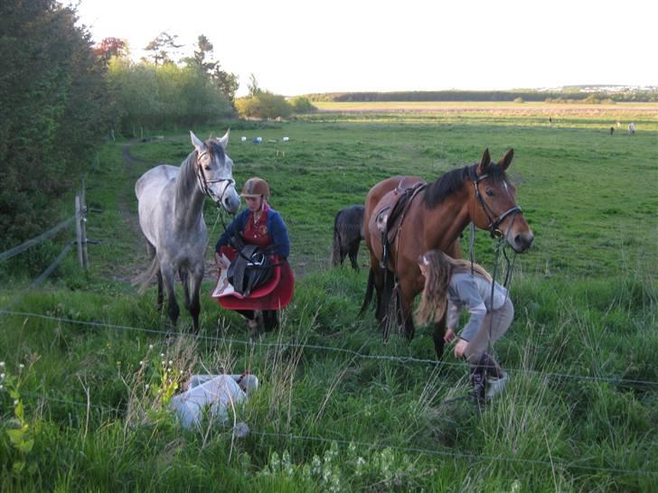 Hollandsk Varmblod Tanacha billede 9