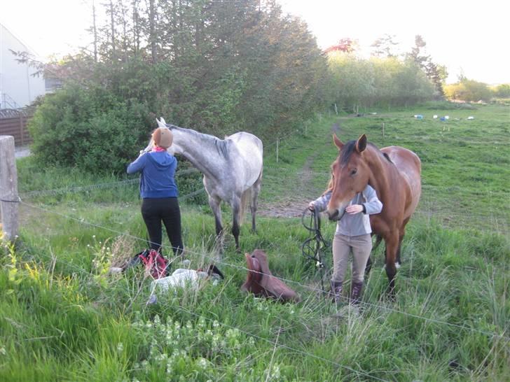 Hollandsk Varmblod Tanacha billede 10