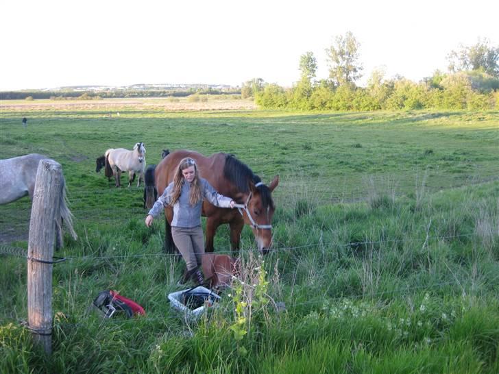 Hollandsk Varmblod Tanacha billede 11