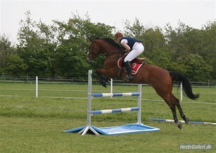 Hollandsk Varmblod Tanacha billede 12