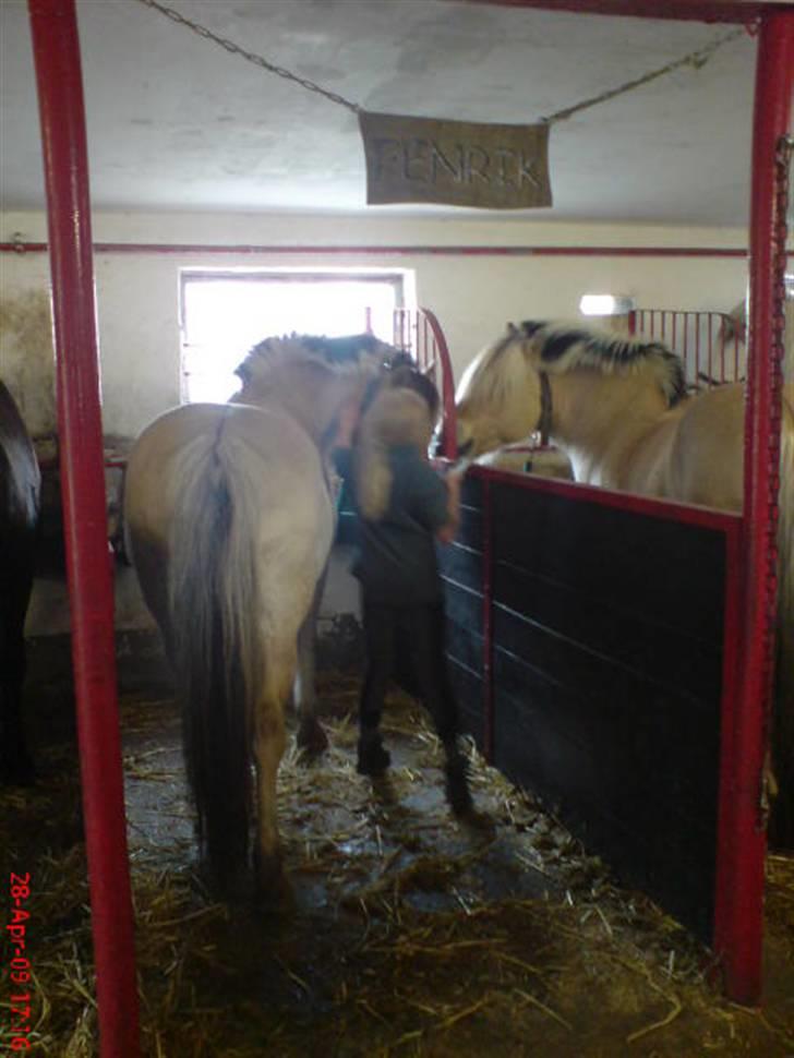Anden særlig race Fenrik<3 tidl. rideskole* - nååårh fenrik<3  billede 5