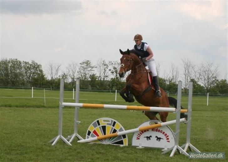 Hollandsk Varmblod Tanacha billede 13