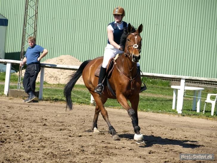 Hollandsk Varmblod Tanacha billede 14