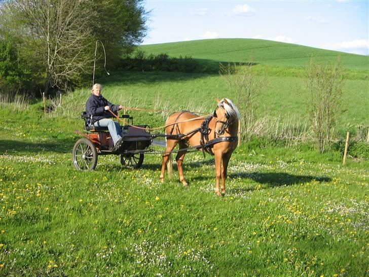 Palomino Klepholms Guldfax - Guldfax i foråret 2005 lige kørt til billede 6