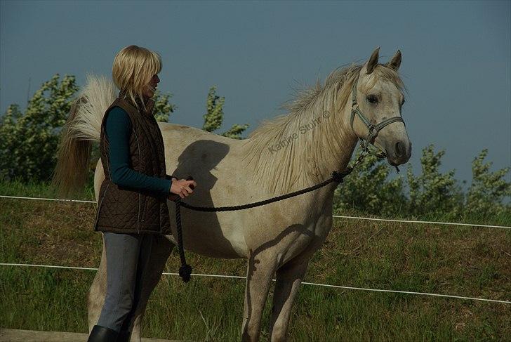 Anden særlig race Kosmo van Klaverborch - 09. billede 12