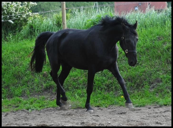 Anden særlig race Electric Blue  - Kort tid efter jeg fik hende :) 30 maj 2009  billede 3