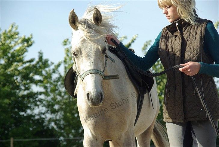 Anden særlig race Kosmo van Klaverborch - 09. billede 14
