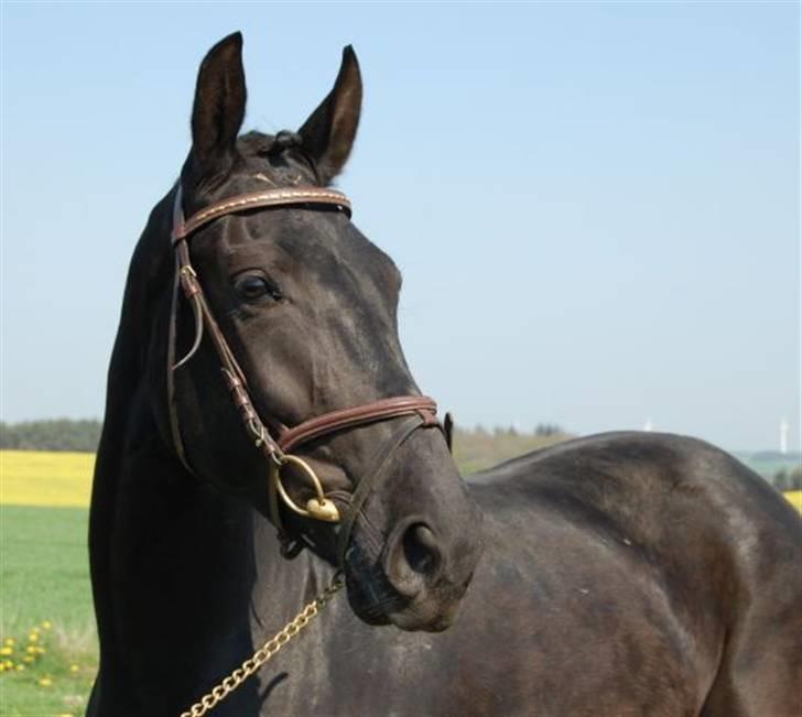 Anden særlig race Electric Blue  - Taget hos gamle ejer 14 maj 2009 billede 20