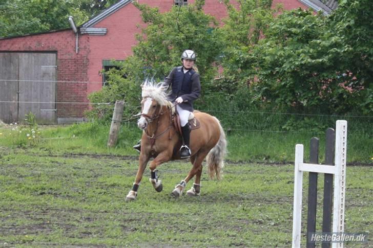 Anden særlig race Blondie :(SOLGT:( - I fuld galop billede 1