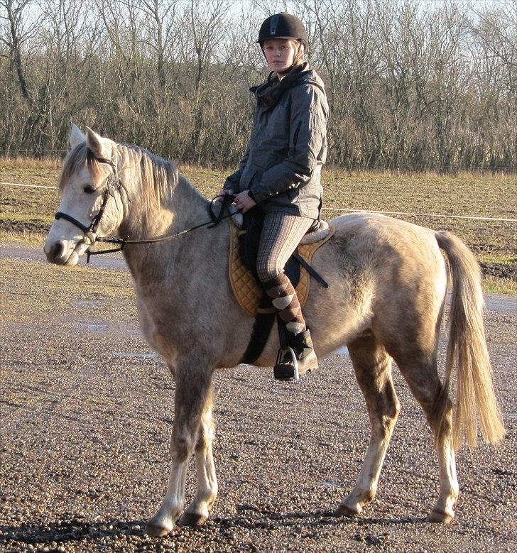 Anden særlig race Kosmo van Klaverborch - 09. billede 15