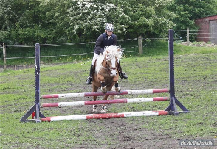 Anden særlig race Blondie :(SOLGT:( billede 3