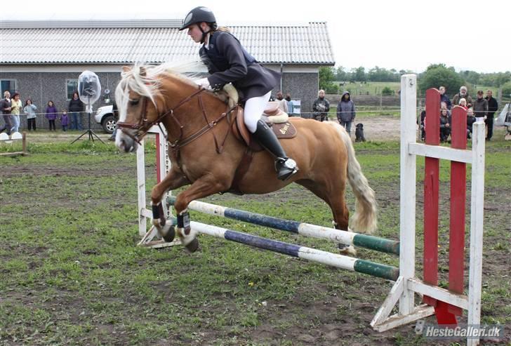 Anden særlig race Blondie :(SOLGT:( billede 6