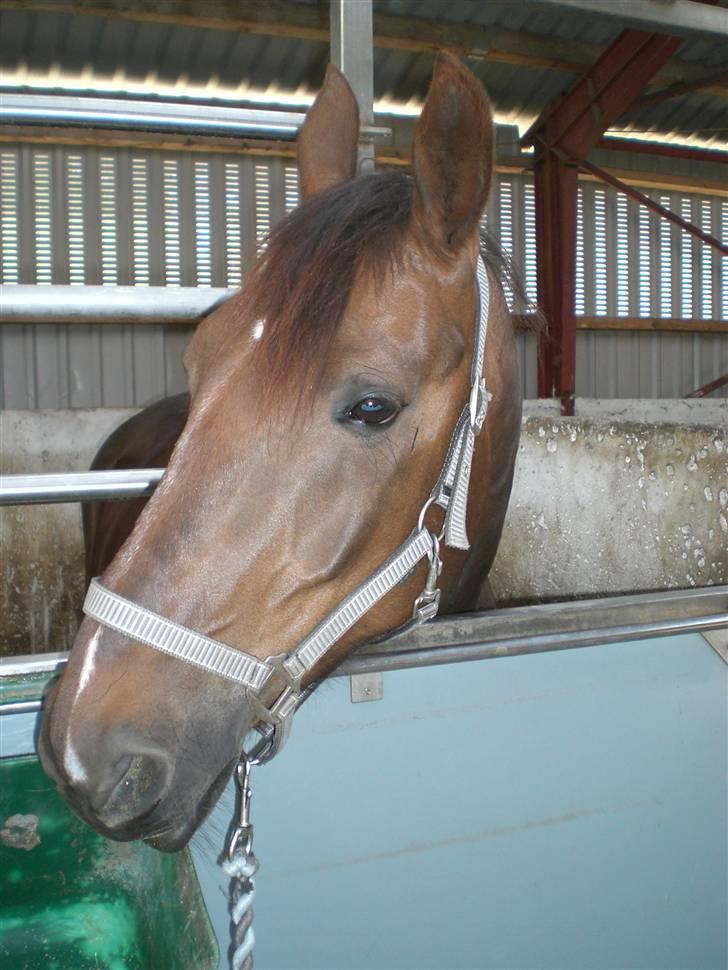 Anden særlig race Magic billede 3