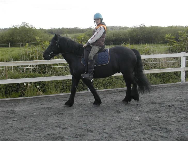 Welsh Cob (sec D) Milo - Sebastian og hans bedste ven billede 2