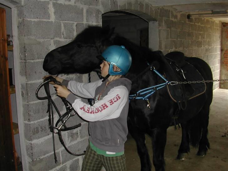 Welsh Cob (sec D) Milo - kæmpe om magten billede 3