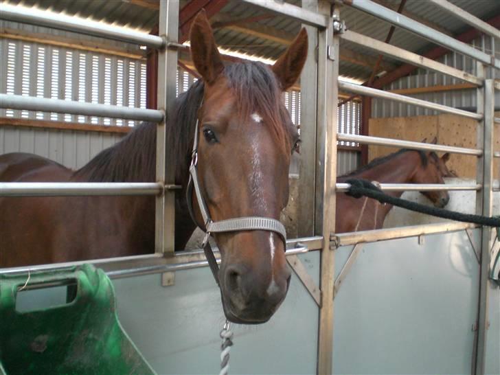 Anden særlig race Magic - Magic i boksen billede 4