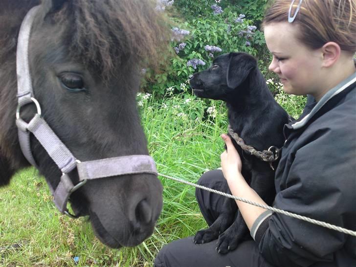 Shetlænder Ronja - Ronja hilser på vores nye hund Bella. Det var meget spændende. :o) billede 14