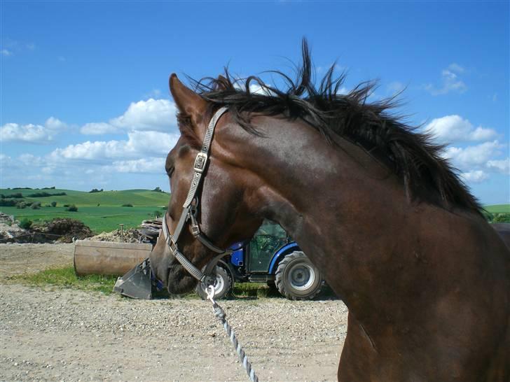 Anden særlig race Magic - Man er vel ikke halv araber for ingenting... billede 5