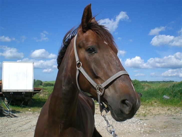 Anden særlig race Magic billede 6