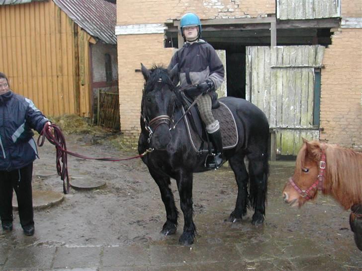 Welsh Cob (sec D) Milo - 1, gang vi så Milo billede 5