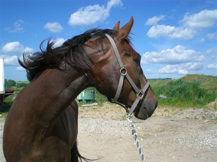 Anden særlig race Magic billede 7