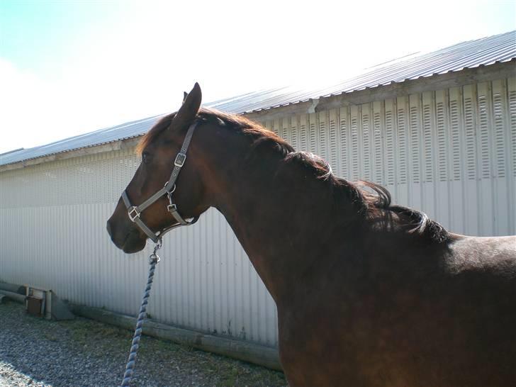 Anden særlig race Magic billede 8