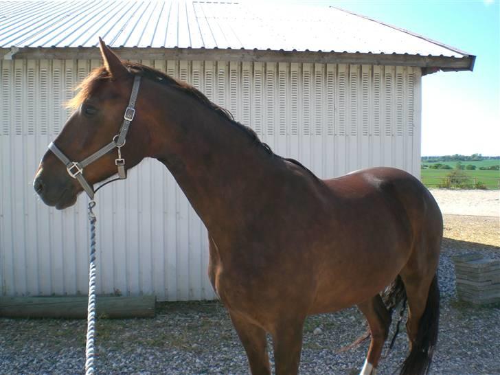 Anden særlig race Magic billede 9