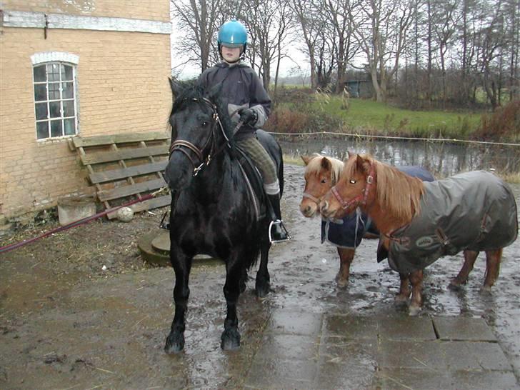 Welsh Cob (sec D) Milo billede 6